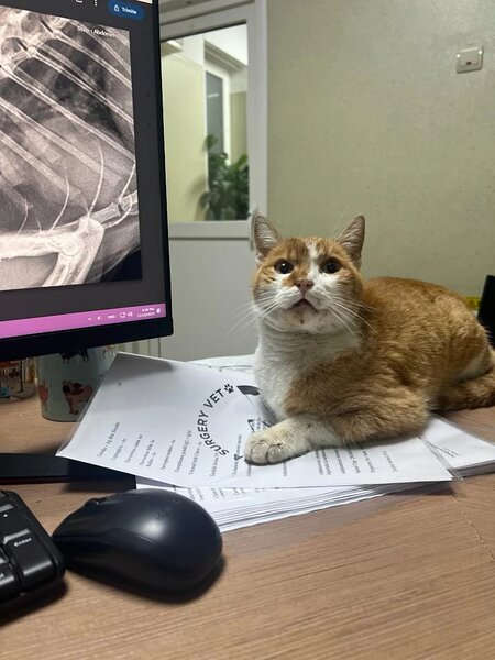 Trauma Surgery Vet - Clinica imagistica, traumatologie si chirurgie veterinara