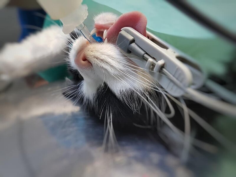 Trauma Surgery Vet - Clinica imagistica, traumatologie si chirurgie veterinara