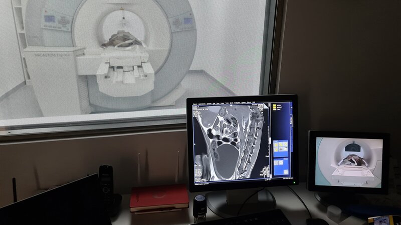 Trauma Surgery Vet - Clinica imagistica, traumatologie si chirurgie veterinara