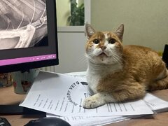 Trauma Surgery Vet - Clinica imagistica, traumatologie si chirurgie veterinara