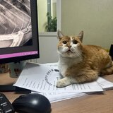 Trauma Surgery Vet - Clinica imagistica, traumatologie si chirurgie veterinara